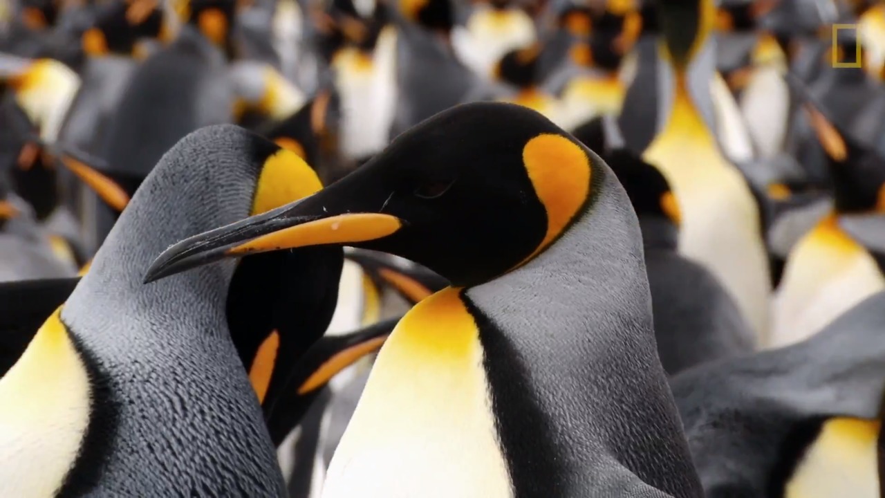 Modern Explorer | The Future of Penguins